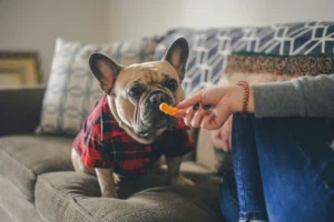 A French Bulldog sits on a brown sofa, sniffing a treat held out by a person.