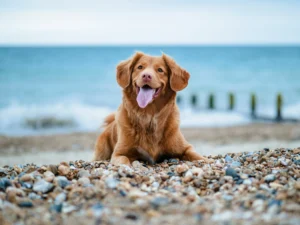 A golden-brown dog lies on a pebble beach.