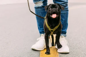 A black pug wearing a green harness stands between the legs of a person.