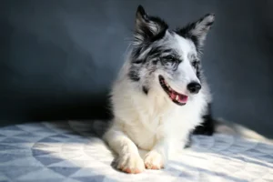 A Border Collie lies on a patterned rug against a dark background.