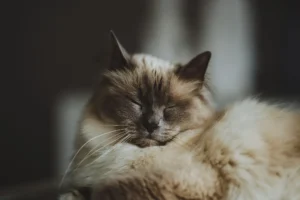 A Siamese cat sleeping against a soft, blurred background.