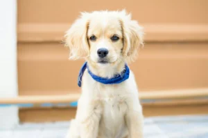 A puppy is wearing a blue bandana against a brown and white background.