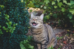 A tabby cat sits in a garden surrounded by green leafy bushes and dark mulch.