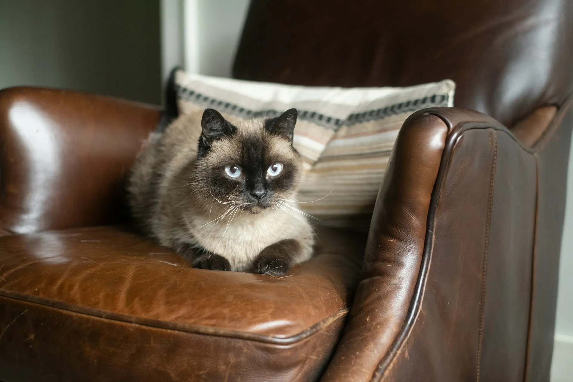Tick Prevention Tips for Pets in Galesville, WI