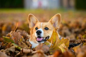 A Corgi peeked out from a large pile of autumn leaves.