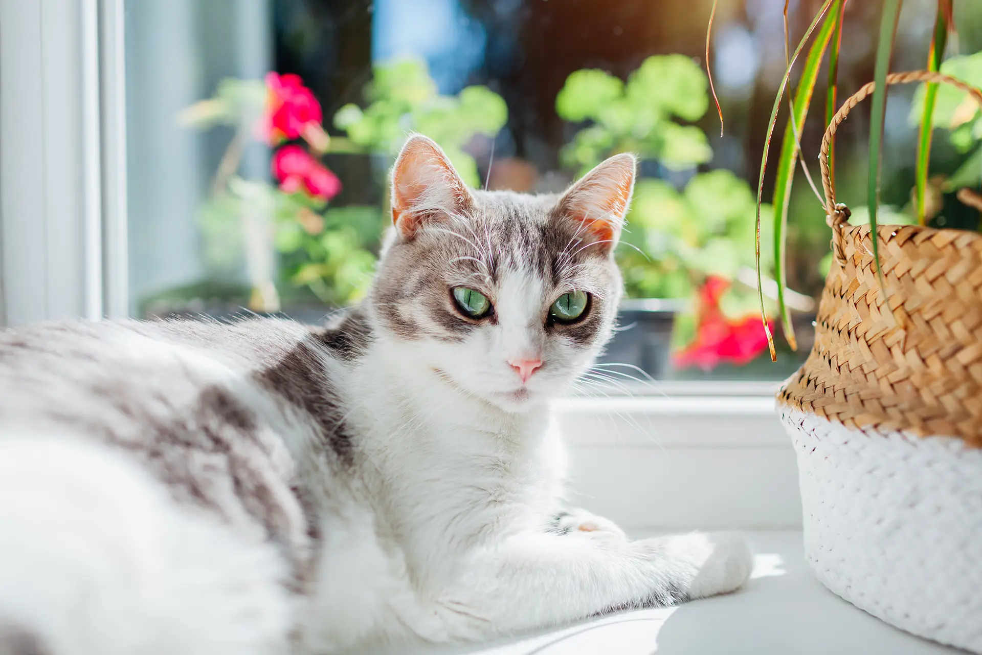 Pet Allergy Wellness