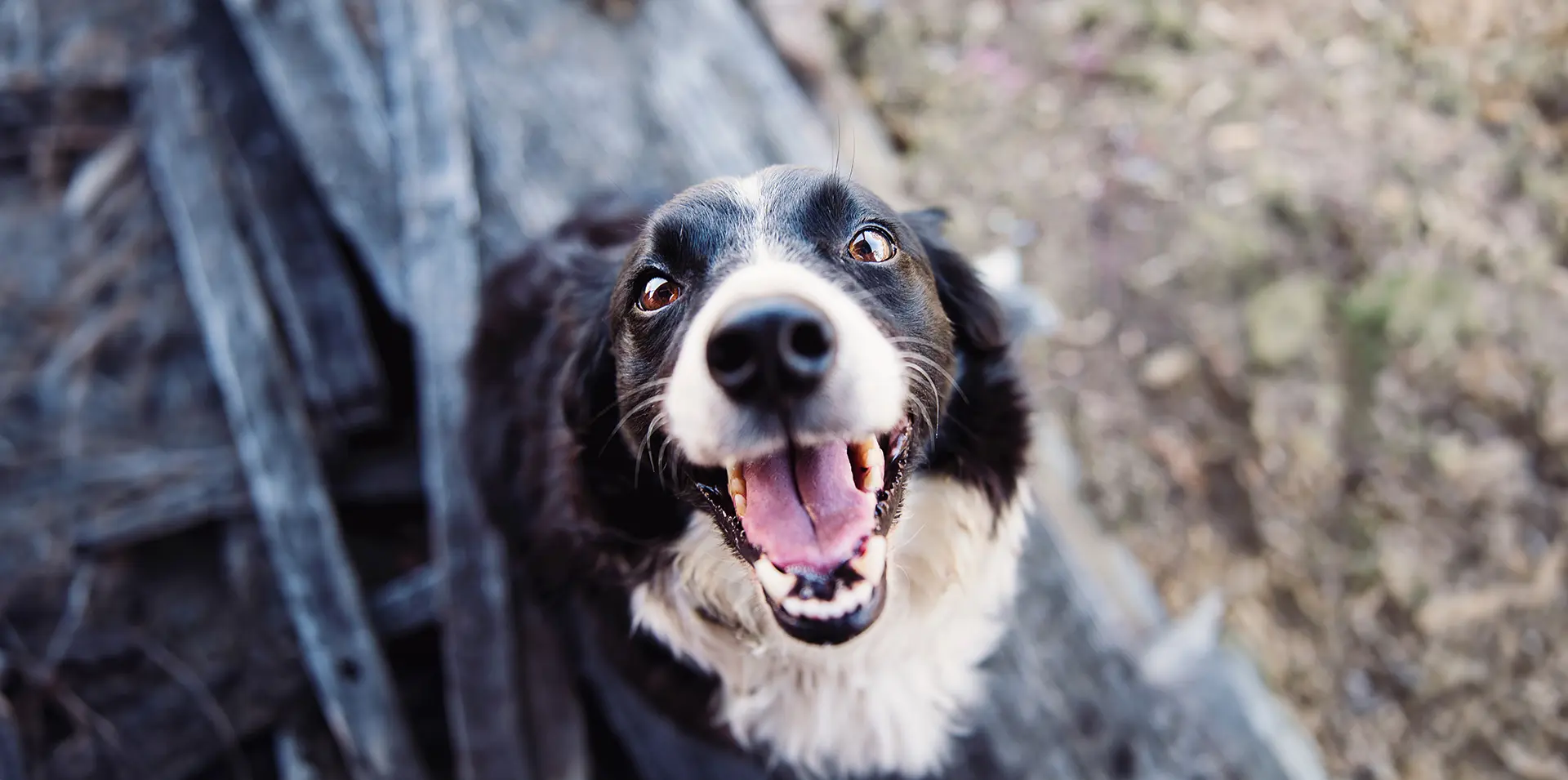 4 Ways That Great Nutrition Benefits Your Pet